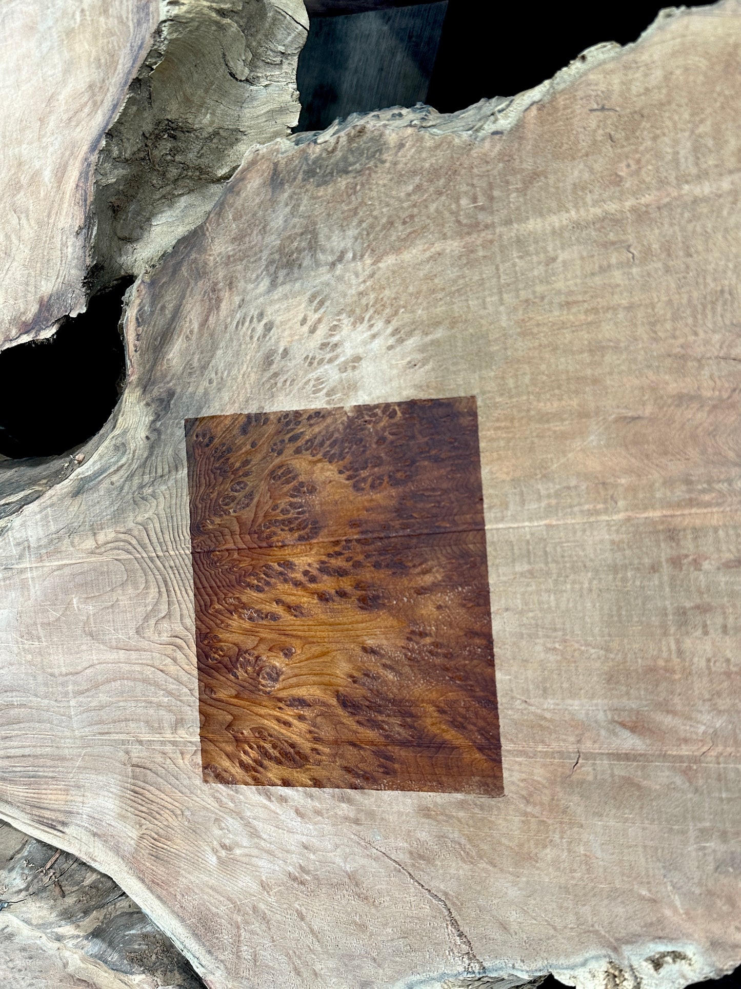 56" Redwood Burl RW-56