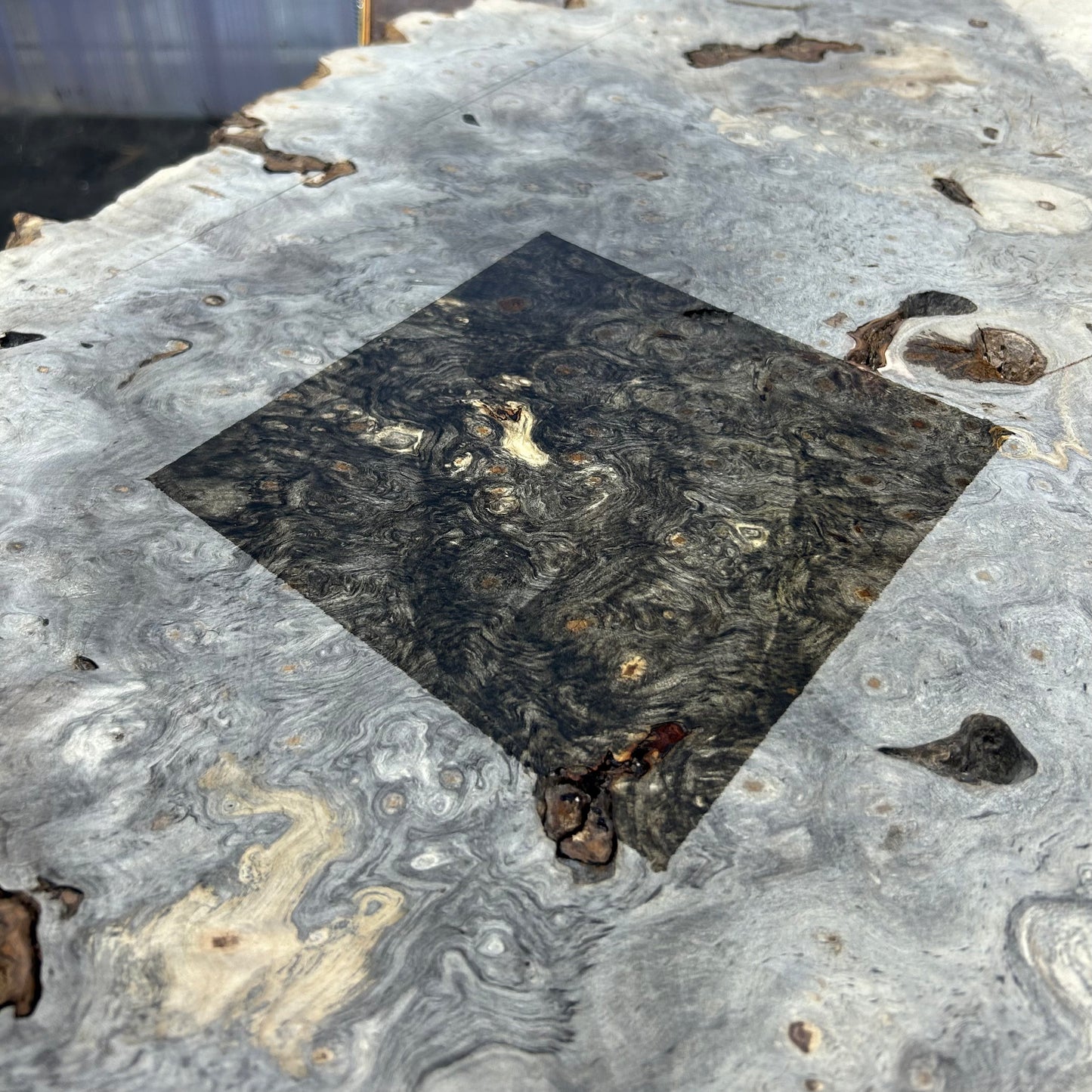 48" Buckeye Burl BI-20