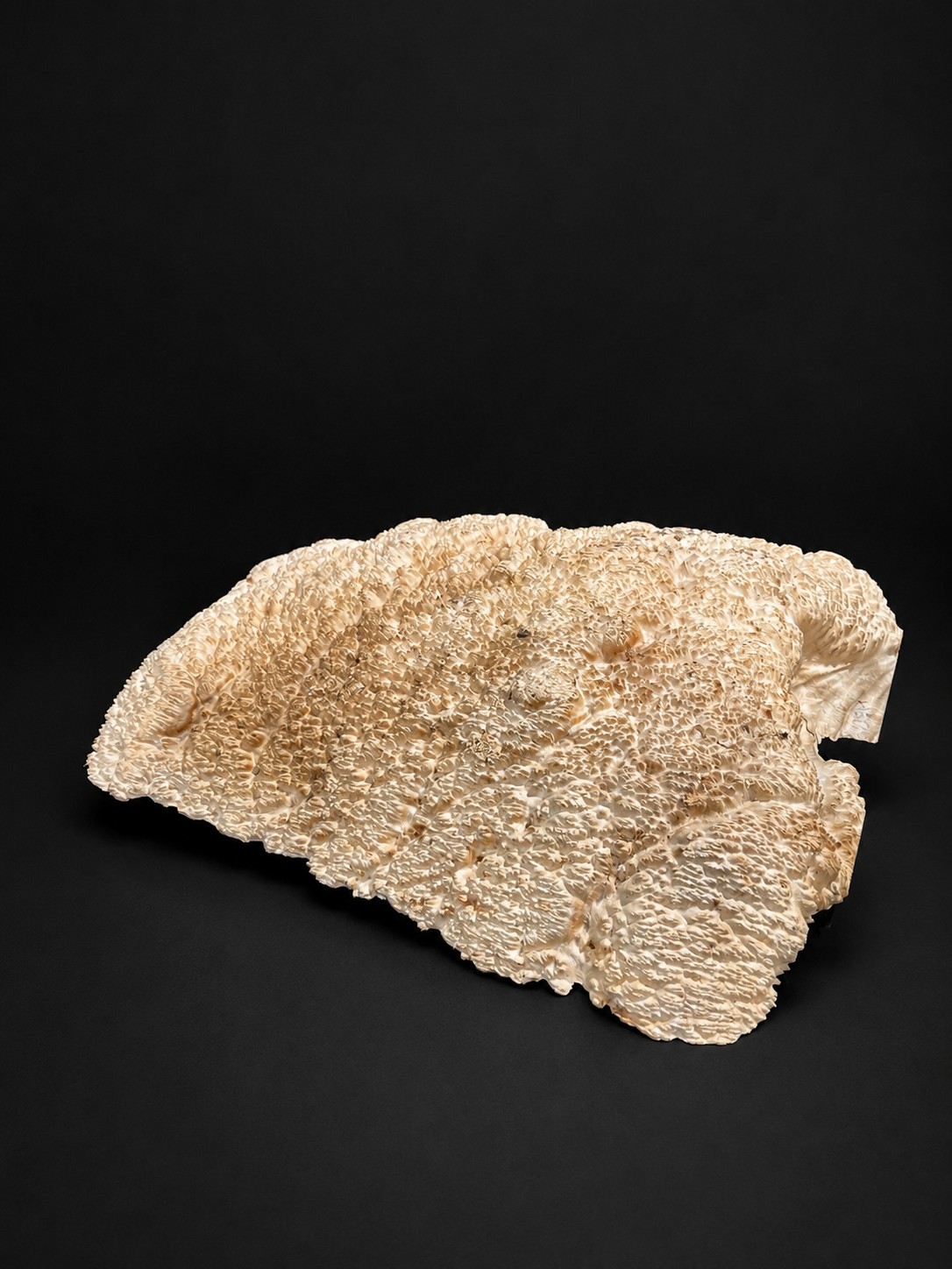Brown Mallee Burl BM-77