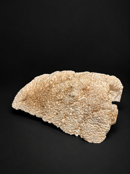 Brown Mallee Burl BM-77