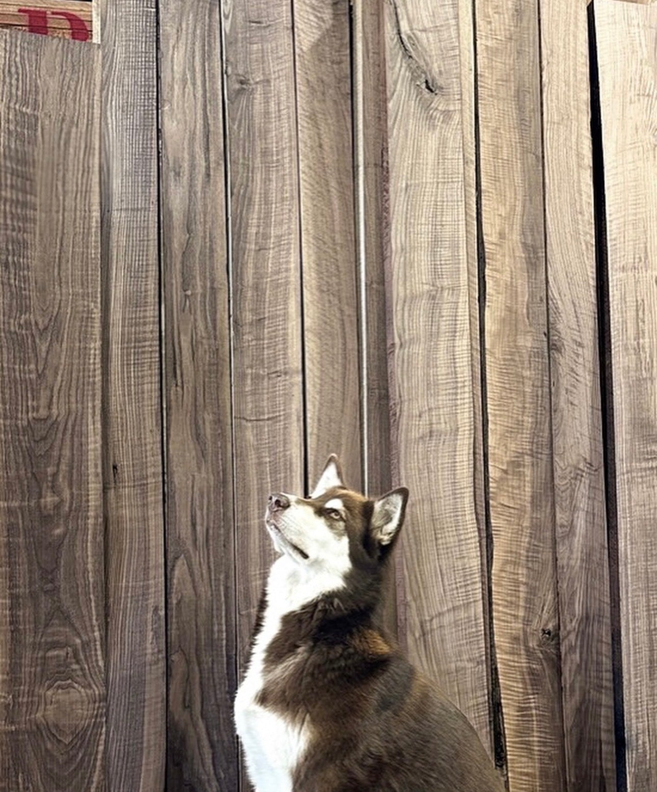 S2S Figured Black Walnut