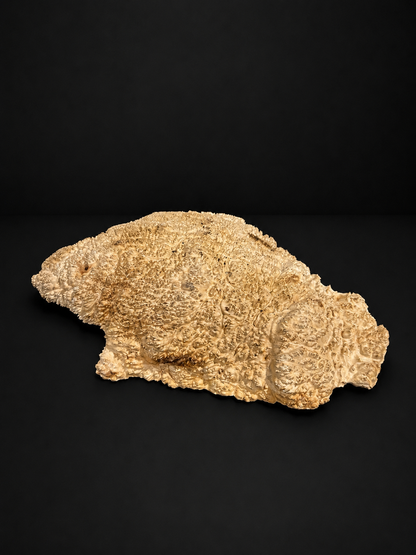 Brown Mallee Burl BM-57