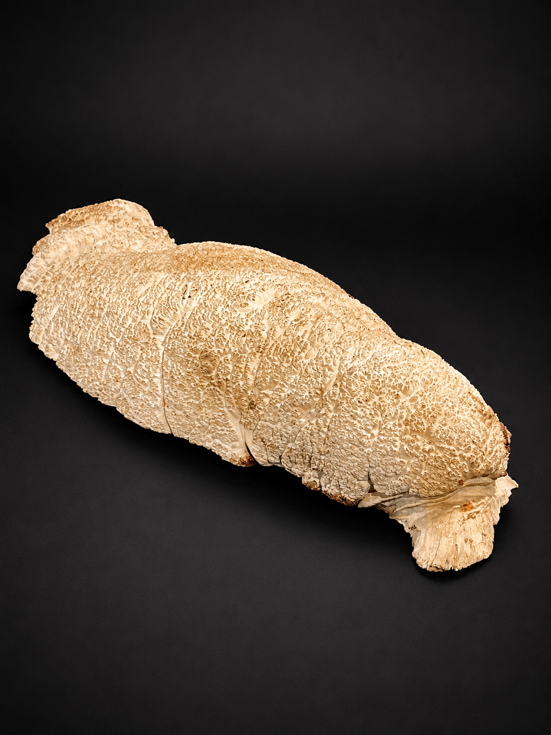 Brown Mallee Burl BM-63