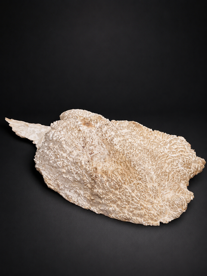 Brown Mallee Burl BM-76
